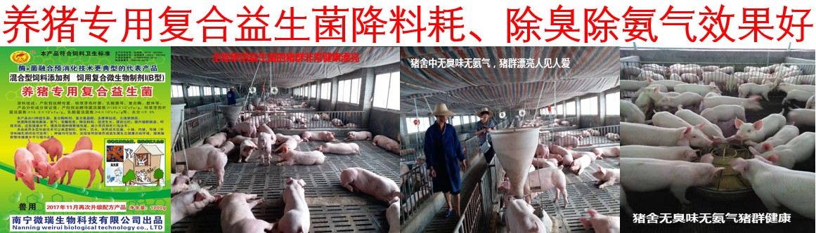 養(yǎng)豬專用復(fù)合益生菌對(duì)降低料耗、氨氣臭味效果好